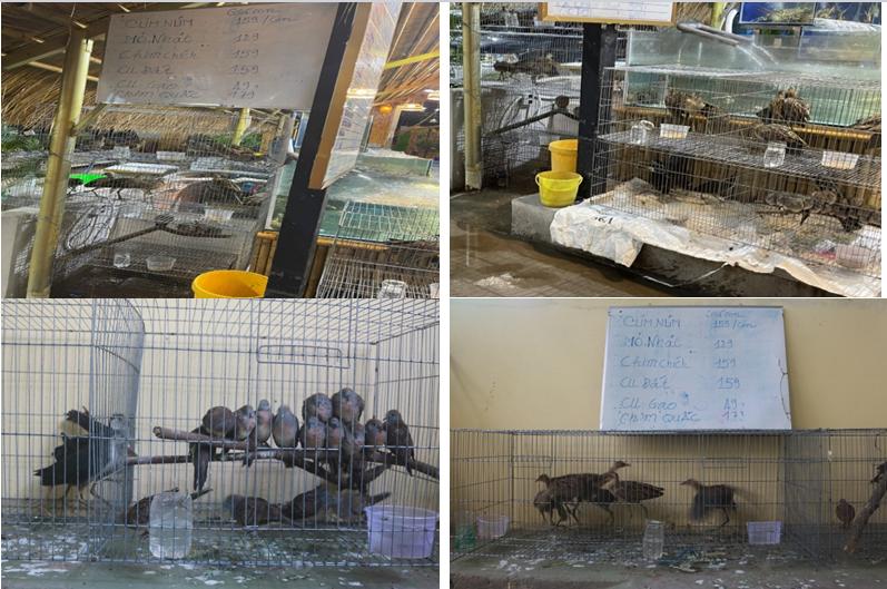 Xử lý cơ sở kinh doanh dịch vụ ăn uống ở thành phố Tây Ninh quảng cáo kinh doanh động vật hoang dã trái pháp luật